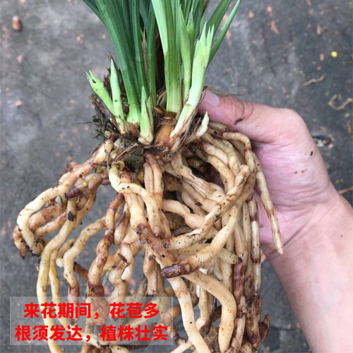 兰花大凤素建兰基地阳台绿植物名贵国宝级兰草花卉盆栽剑兰草苗 - 图2