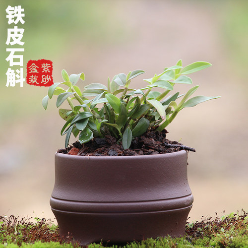 铁皮石斛苗种苗红杆2年驯化苗绿植盆景【紫砂盆栽】室内绿植种植 - 图3