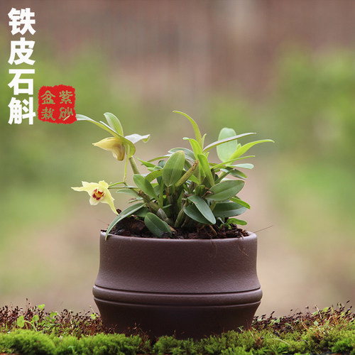 铁皮石斛苗种苗红杆2年驯化苗绿植盆景【紫砂盆栽】室内绿植种植 - 图2