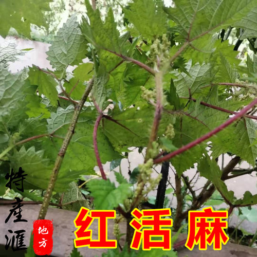 新鲜干货红活麻根 红荨麻草枝叶500g包邮 红火麻草红禾麻籽中药材 - 图2