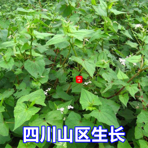 2斤包邮新鲜野荞麦根 现挖野兰荞土三七金乔麦苦荞头苦荞麦中药材 - 图1