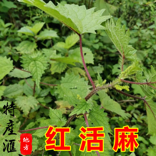 新鲜干货红活麻根 红荨麻草枝叶500g包邮 红火麻草红禾麻籽中药材 - 图1