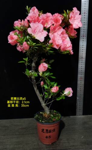 皋月杜鹃 日本杜鹃 夏鹃 东洋鹃 —若惠比须166小苗 - 图0