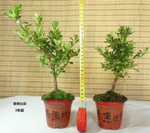 皋月杜鹃 日本杜鹃 夏鹃 东洋鹃 —若惠比须166小苗 - 图2