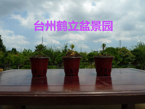 皋月杜鹃 日本杜鹃 夏鹃 东洋鹃 —若惠比须166小苗 - 图1