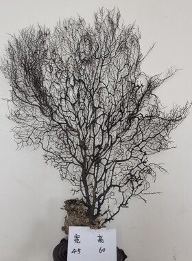 特大号纯天然装饰发财树贝壳海螺