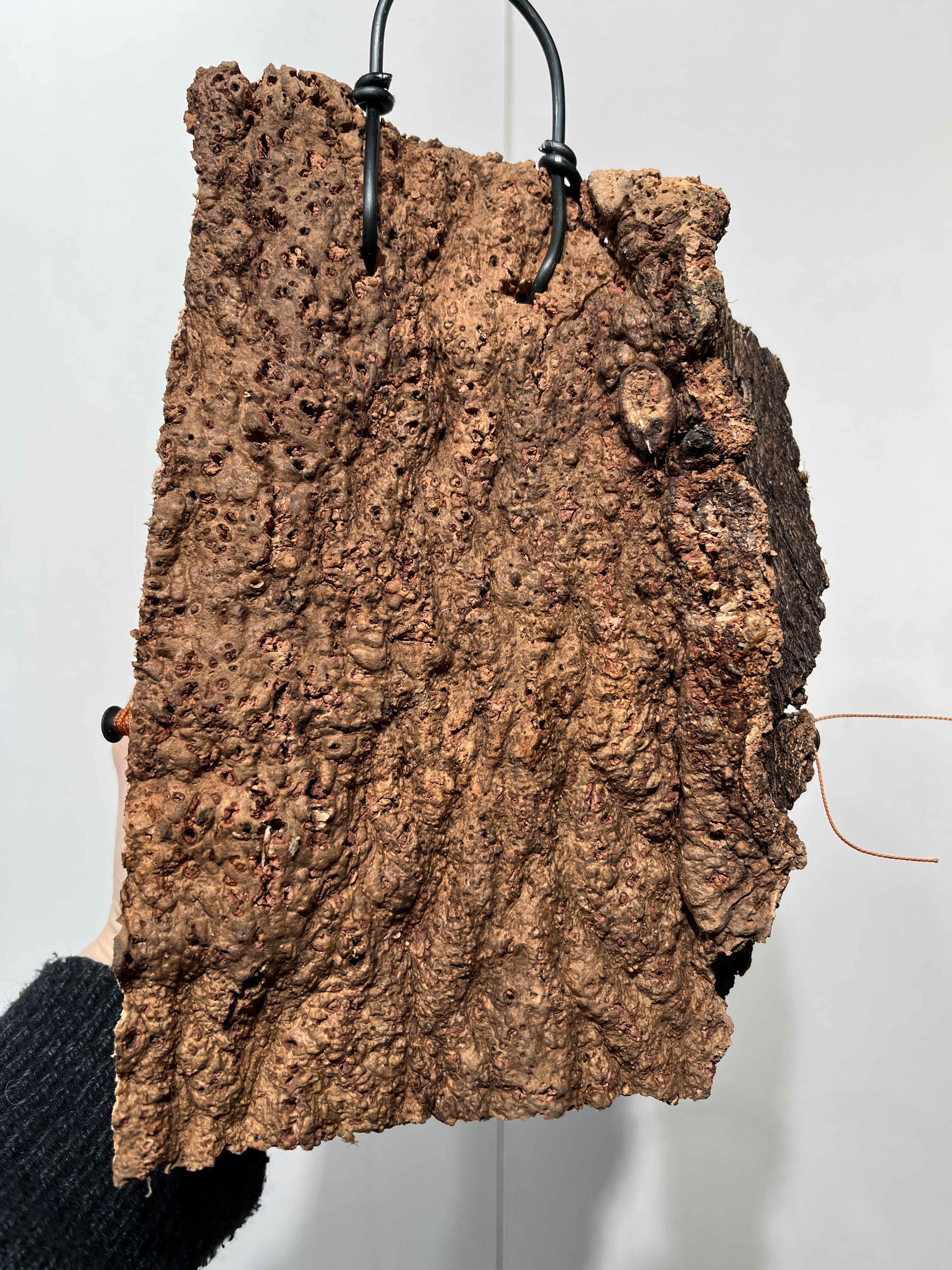 一物一拍软木板水苔球 板15*22厚度5cm 水苔球12.5cm送绑绳B487,淘宝优惠券,粉丝福利购,淘宝优惠卷