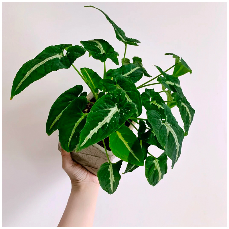 小植之家 银脉合果芋 Syngonium podophyllum 绒面的室内盆栽绿植 - 图2