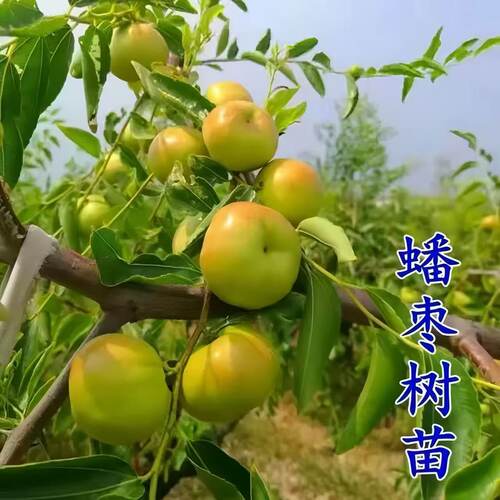 特大蟠枣树苗大枣嫁接长艳二号冰糖脆枣耐寒盆栽地栽耐寒当年结果 - 图1