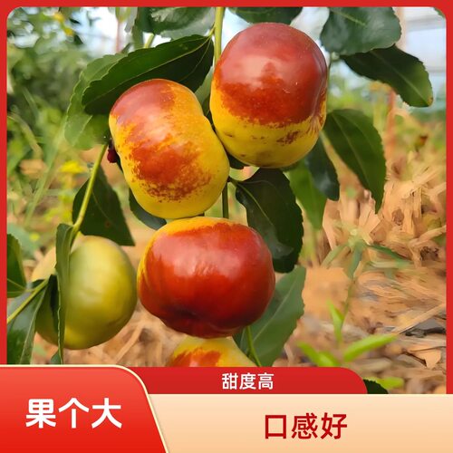 特大蟠枣树苗大枣嫁接长艳二号冰糖脆枣耐寒盆栽地栽耐寒当年结果 - 图2