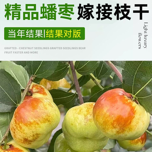 李长娃正宗蟠枣树苗接穗嫁接枝条耐寒树苗南北方种植庭院庭院种植 - 图3