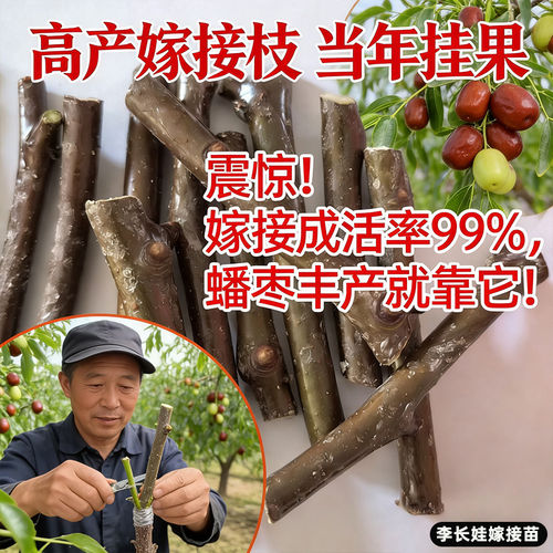 李长娃正宗蟠枣树苗接穗嫁接枝条耐寒树苗南北方种植庭院庭院种植 - 图0