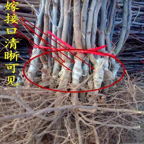 特大蟠枣树苗大枣嫁接长艳二号冰糖脆枣耐寒盆栽地栽耐寒当年结果 - 图3