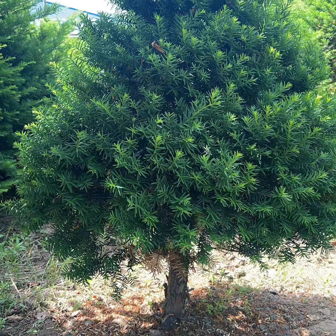 圣诞树塔型正宗东北红豆杉树苗盆栽树桩盆景高绿植大室内客厅庭院-图1