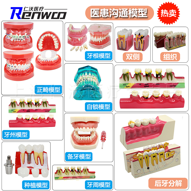 牙科牙齿模型口腔教学儿童牙模型齿科教具正畸种植牙医患沟通模型 - 图1