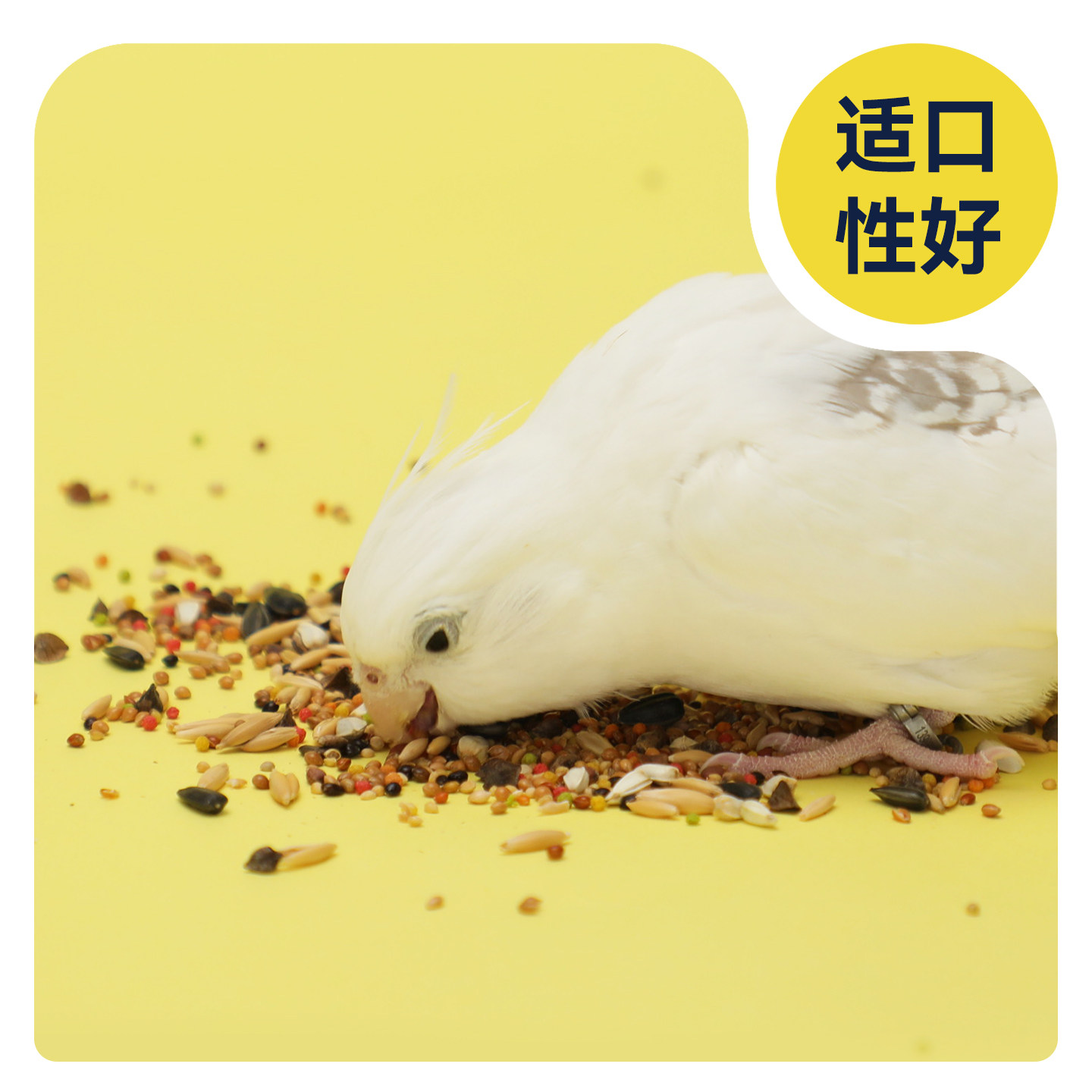 鹦鹉博士牡丹玄凤饲料滋养丸五色黍子虎皮混合粮繁殖粮营养鸟粮食,淘宝优惠券,粉丝福利购,淘宝优惠卷