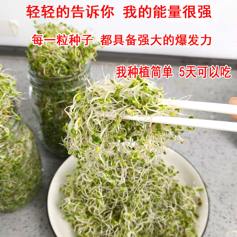 西兰花芽苗种子青花椰菜芽苗梅森瓶种植套装水培紫甘蓝西蓝花种孑,淘宝优惠券,粉丝福利购,淘宝优惠卷