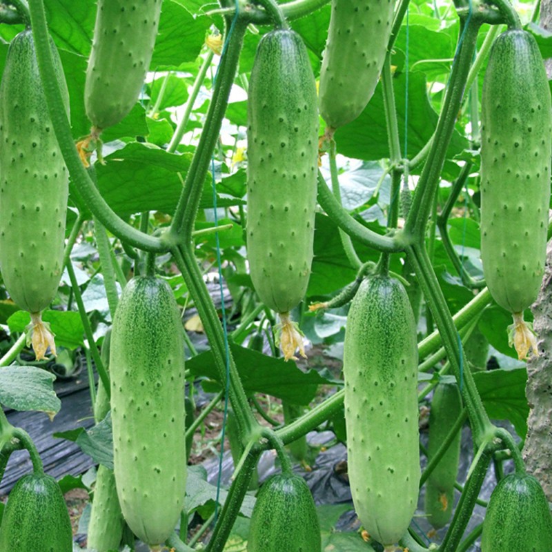 蔬菜种子阳台农家四季易种套餐水果黄瓜菜籽盆栽草莓番茄青椒包邮 - 图1