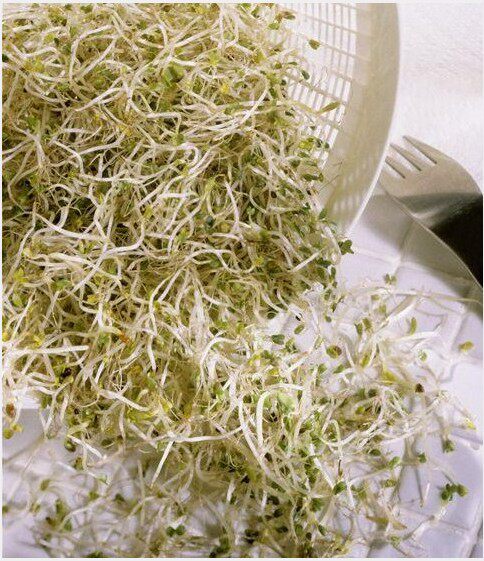 无土栽培青花椰菜苗种子西兰花种子营养保健菜精力烫青花菜芽苗籽 小编推荐 Wepost 全民代运 马来西亚中国淘宝代运与集运专家