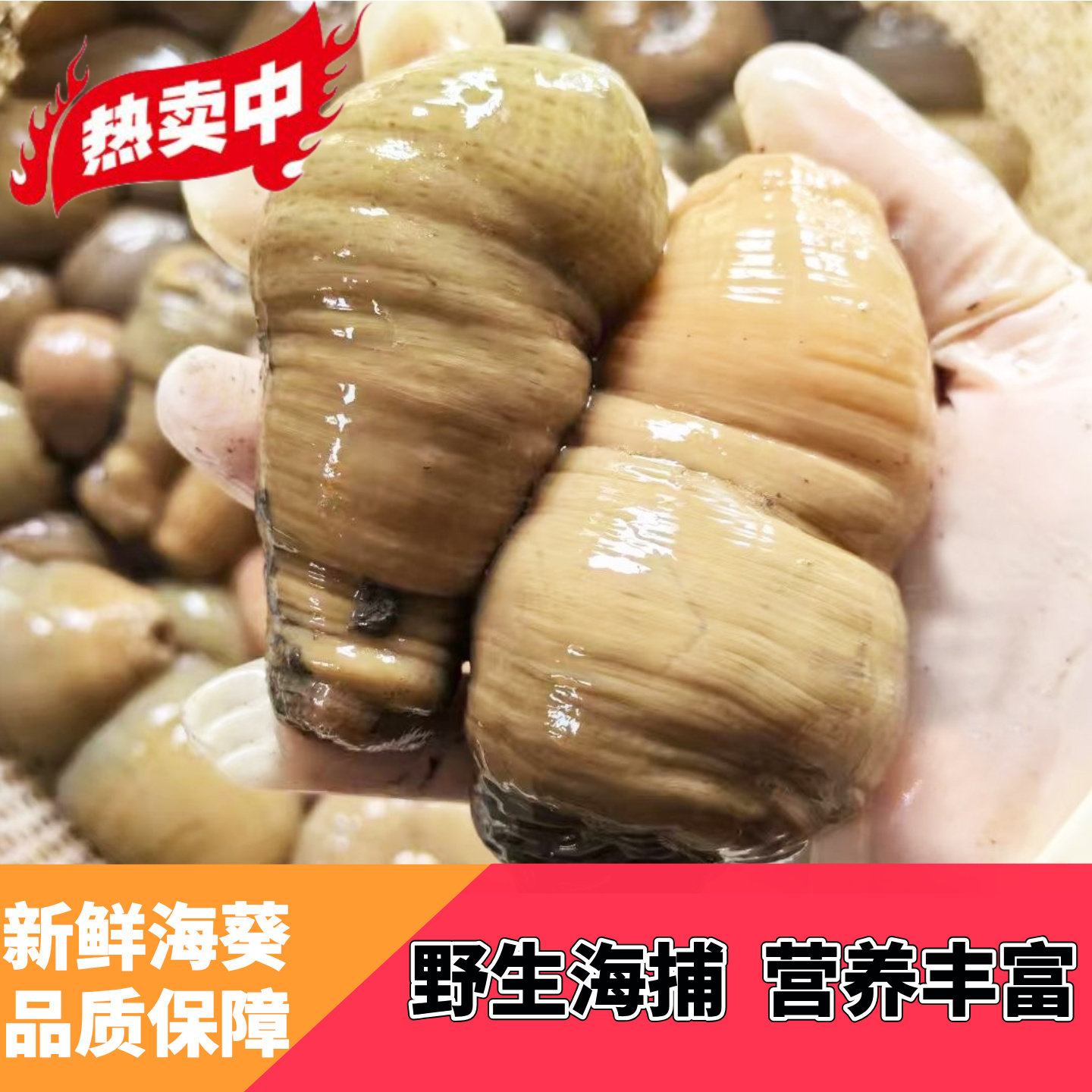 选购指南:打造优质养殖环境的关键——海葵