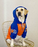 Одежда для любителей собак, бархатное тепло осенью и зимой, пятизвездочная толстовка с синим апельсиновым хлопчатобу