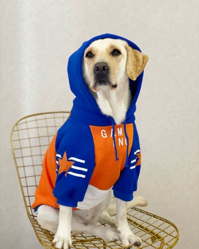 Одежда для любителей собак, бархатное тепло осенью и зимой, пятизвездочная толстовка с синим апельсиновым хлопчатобу