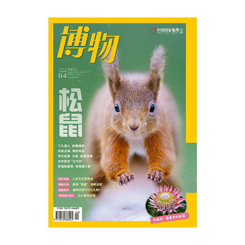 【202404】松鼠 博物杂志2024年4月刊 海洋大学海渔专业 南非植物 巨齿鲨 黄金 韭菜 职贡图 博物12期订阅 中国国家地理旗舰店 - 图3