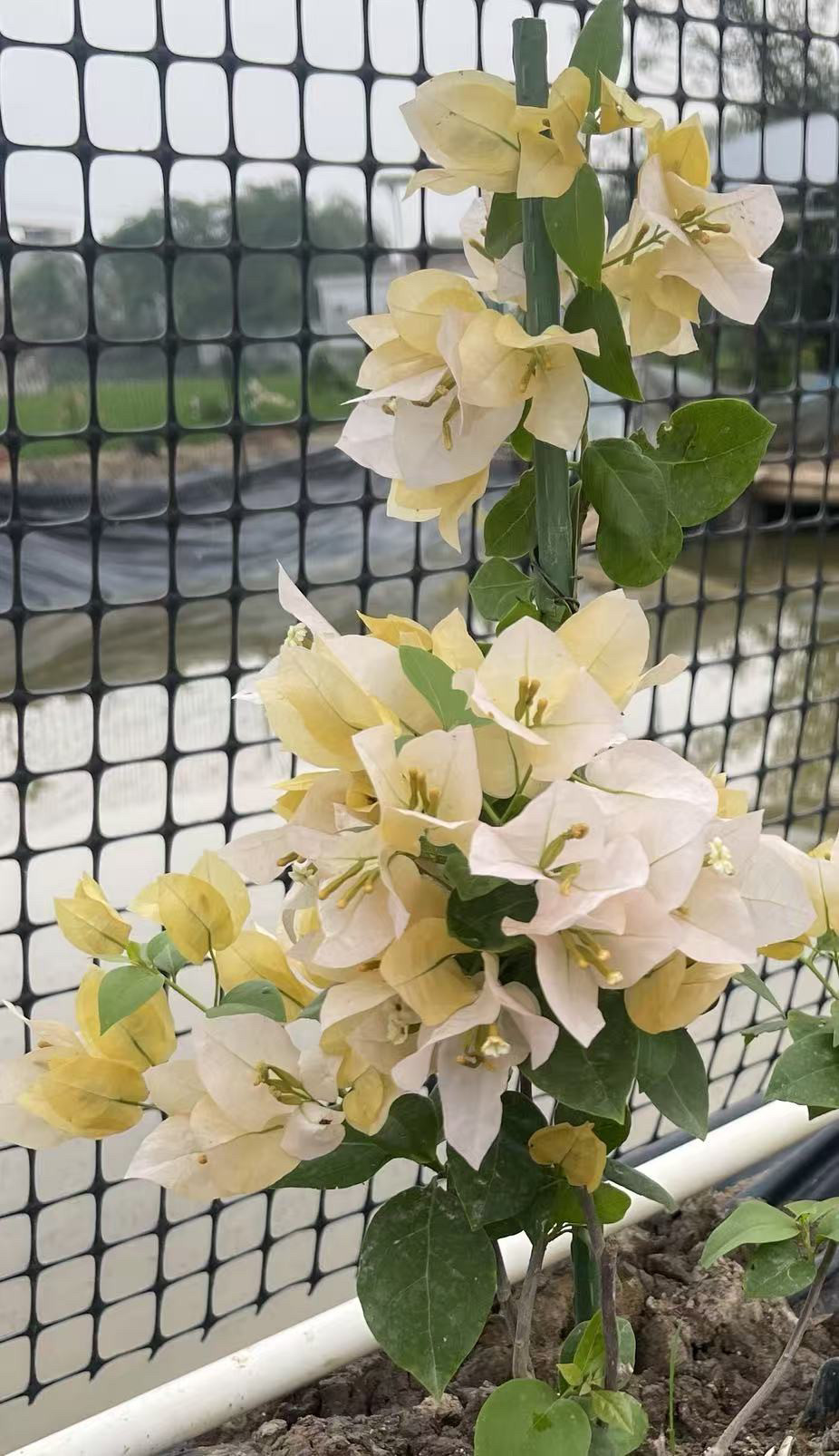 网红品种三角梅枝条接穗用于嫁接现剪现发包对版不包活不售后,淘宝优惠券,粉丝福利购,淘宝优惠卷