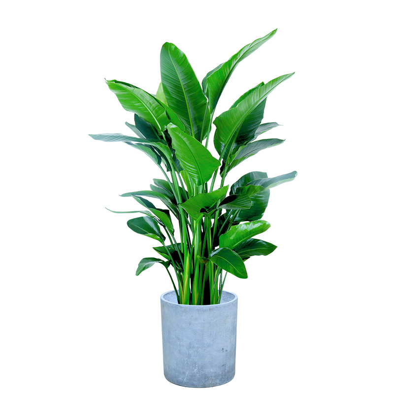 北欧网红天堂鸟观叶鹤望兰耐阴好养护盆栽植物花卉大叶绿植除甲醛,淘宝优惠券,粉丝福利购,淘宝优惠卷
