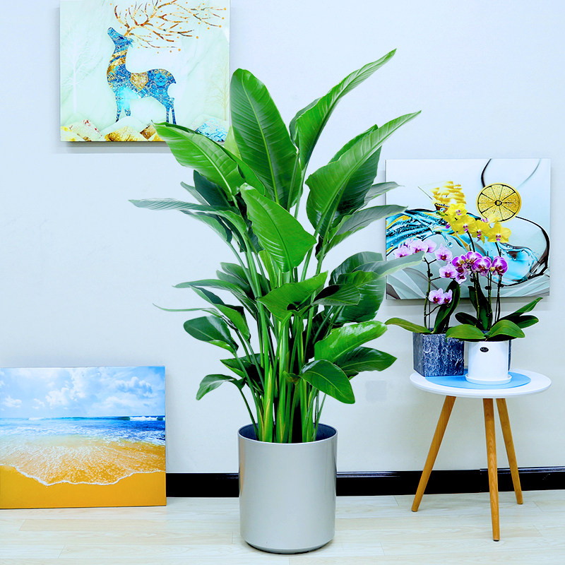 北欧网红天堂鸟观叶鹤望兰耐阴好养护盆栽植物花卉大叶绿植除甲醛,淘宝优惠券,粉丝福利购,淘宝优惠卷