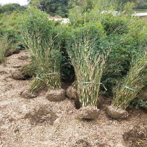 绿化丛生竹子慈孝竹孝顺竹户外庭院植物四季常青风景竹小叶凤尾竹 - 图3