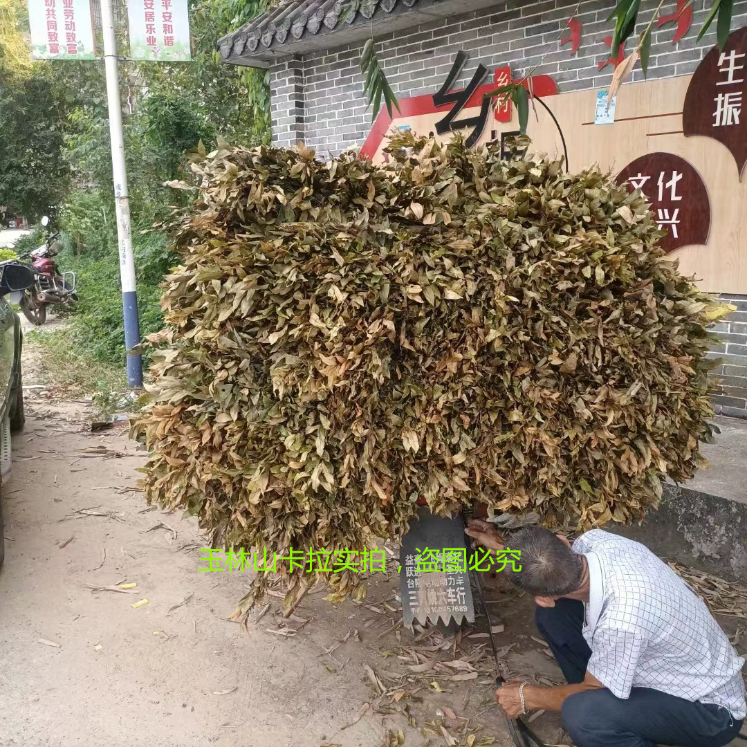 广西特产 玉林大叶茶  山茶  甜茶广西大叶茶广西卫视(百寿探秘） - 图0