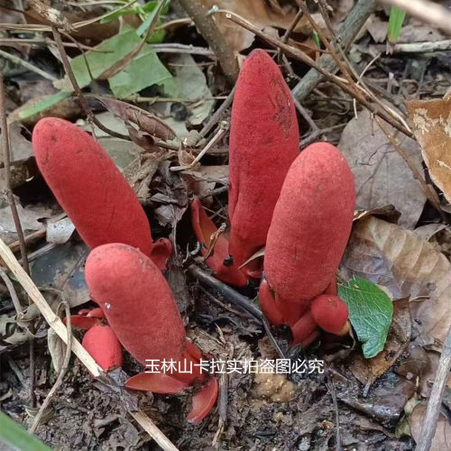 回春草 顶天柱 不老草回心草民间滋补泡酒料整株干品发货当季新货 - 图1