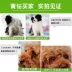 Thức ăn cho chó Jin Mao Teddy Samoyed Husky loại cơ bản 40 con chó nhỏ vừa nhỏ chó trưởng thành 10 kg 5kg - Chó Staples