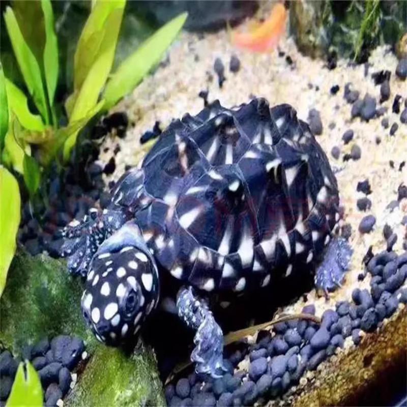 正宗斑点龟满天星龟黑池龟星点龟深水龟吃粪龟活体招财宠物龟包邮-图3