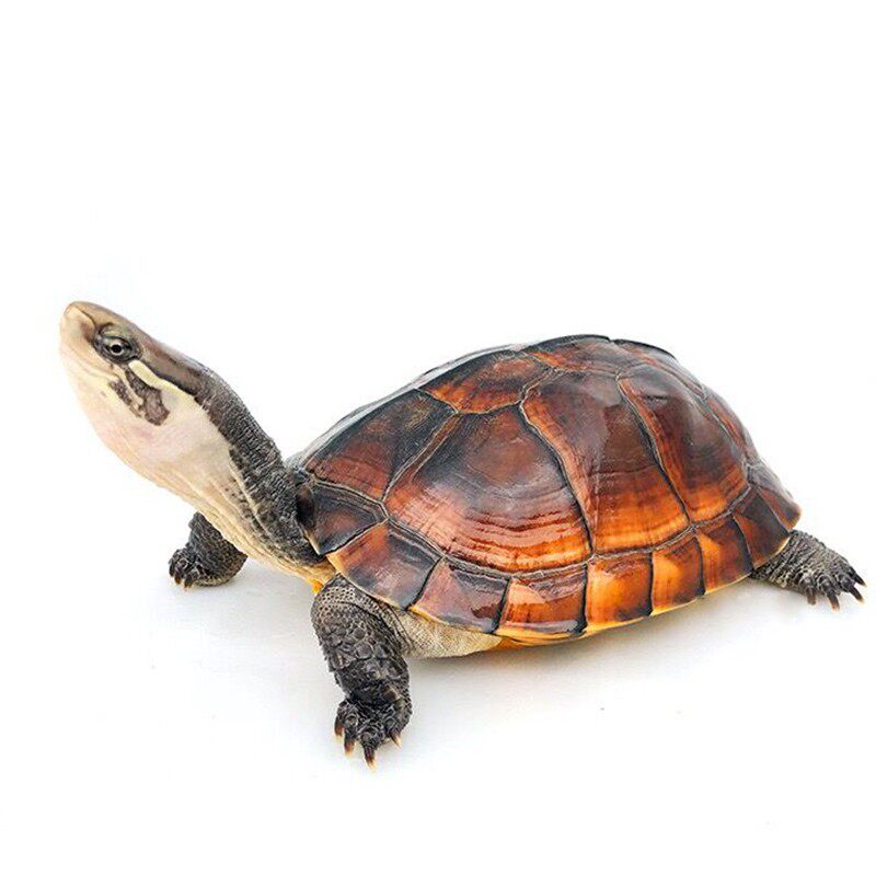 纯种金钱龟三线闭壳龟黄喉拟水龟石金钱苗黄头招财小宠物乌龟活体,淘宝优惠券,粉丝福利购,淘宝优惠卷