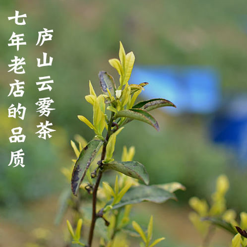 罐装送礼日照 250g 茶叶 新茶特级明前江西九江绿茶 2018 庐山云雾茶 罐装送礼日照 250g 茶叶 新茶特级明前江西九江绿茶 2018 庐山云雾茶