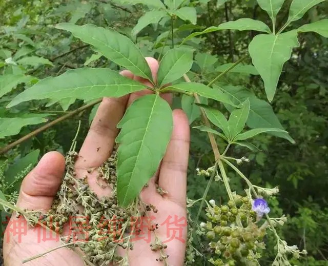 现采新鲜牡荆 五指风五指柑枝叶土常山全草黄荆枝叶 五指枫纯根 - 图2