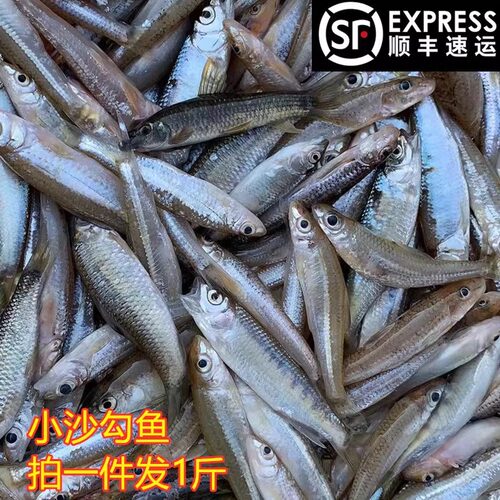 河源小鱼儿沙丁鱼杂鱼新鲜万绿湖鲜活宰冰鲜鱼仔淡水鱼冰冻水产鱼 - 图3
