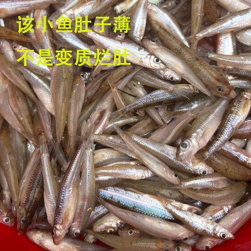 河源小鱼儿沙丁鱼杂鱼新鲜万绿湖鲜活宰冰鲜鱼仔淡水鱼冰冻水产鱼 - 图0