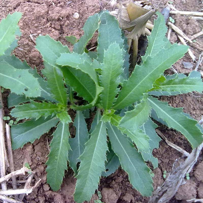 野菜青青菜种子萋菜种苗小蓟草刺儿菜种子千针草蓟蓟草阳台菜包邮-图0