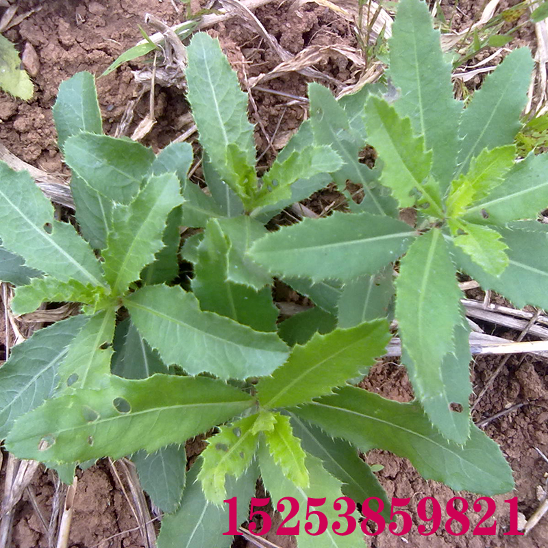 野菜青青菜种子萋菜种苗小蓟草刺儿菜种子千针草蓟蓟草阳台菜包邮-图1