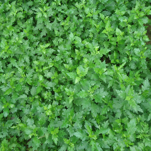 山东野菜种植基地大叶菊花脑种子种苗种籽阳台盆栽蔬菜多年生包邮 - 图2