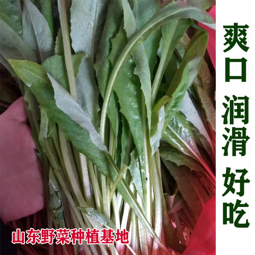 山野菜种植大叶苦菜种子苦买菜种籽苦荬菜苦麻菜曲麻菜苣荬菜包邮 - 图1