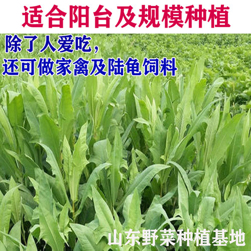 山野菜种植大叶苦菜种子苦买菜种籽苦荬菜苦麻菜曲麻菜苣荬菜包邮 - 图0