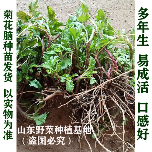 山东野菜种植基地大叶菊花脑种子种苗种籽阳台盆栽蔬菜多年生包邮 - 图1