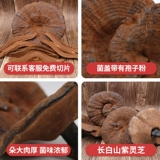 Ganoderma 500G Целые ветви северо -восточной полупудревой пурпурной ганодермы Lingzhi Dry Good