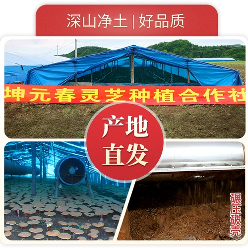 Порошок гальки из горы Ганодермы порошок Чангбай Горная Горная Голова подлинная фермерская ферма 500G -объемный объем 椴