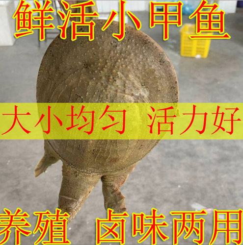 外塘鲜活小甲鱼苗小 冷水放养小甲鱼苗卤味麻辣小甲鱼中华鳖苗 - 图0