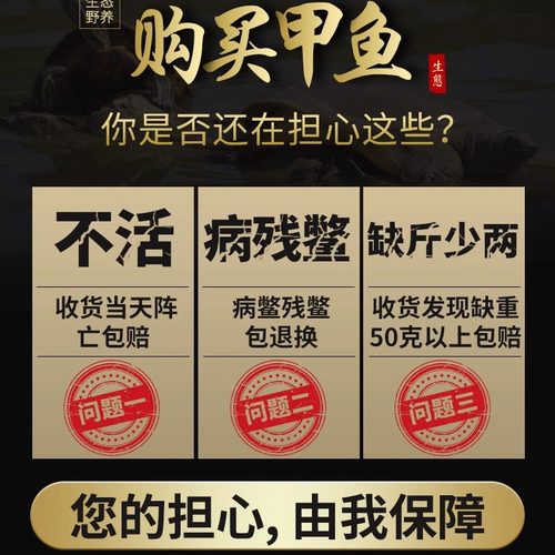 【下单就发】外塘大甲鱼鲜活食用体中华鳖苗放养卤味麻辣甲鱼宰杀-图0